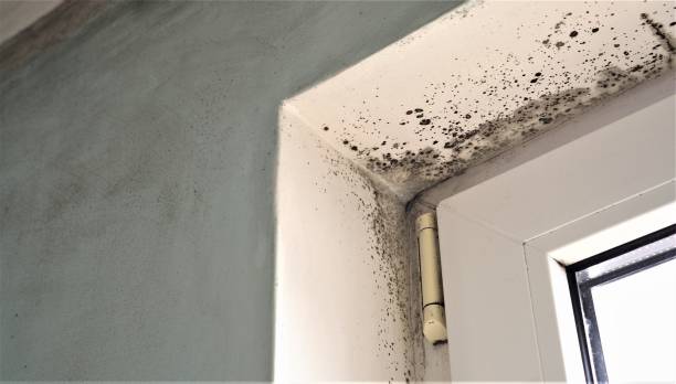 Best Mold Remediation for Healthcare Facilities  in Yaeyville, NC