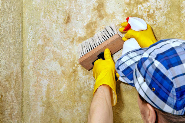 Forensic Mold Investigation in Yanceyville, NC