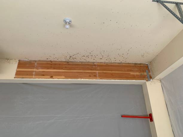 Best Mold Odor Removal Services  in Yaeyville, NC